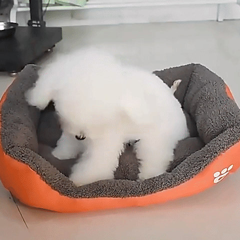 Paniervpour chien